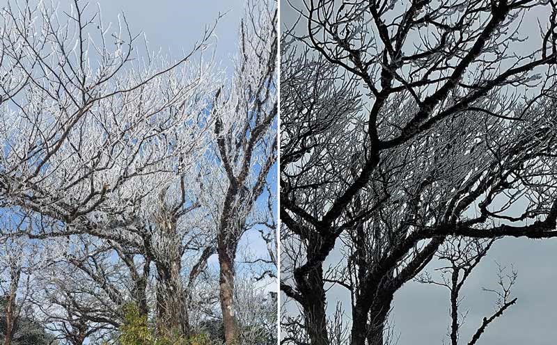 Frost covered Phia Oac peak, temperature dropped to -3 degrees Celsius on the morning of January 11. Photo: Van Dong