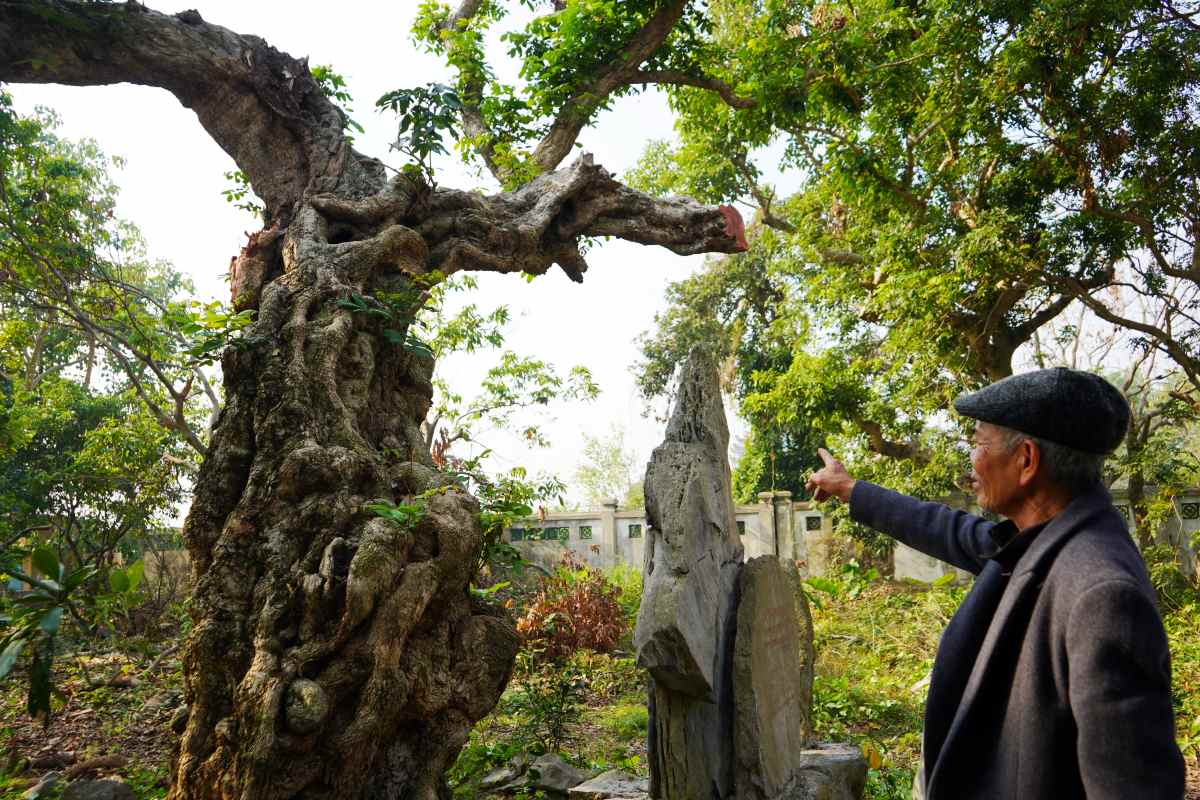 A heritage longan tree over 6 centuries old in Hai Phong. Photo: Mai Dung