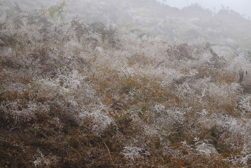 Bang tuyet phu trang cay co o xa vung cao Y Ty, huyen Bat Xat (Lao Cai). 