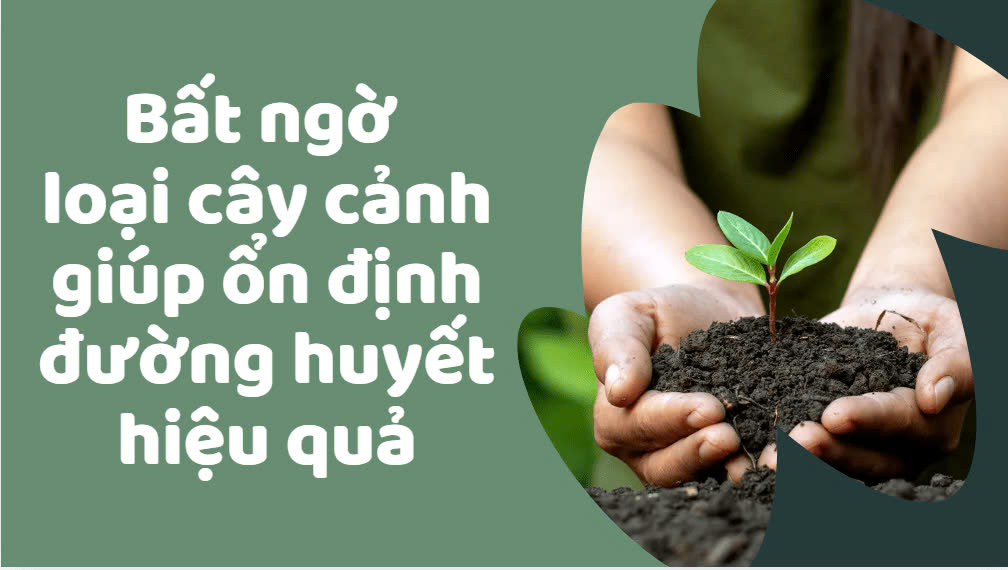 Surprisingly, ornamental plants help stabilize blood sugar effectively