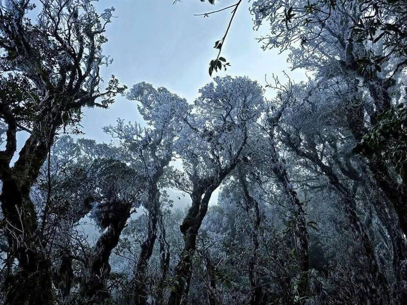 Bang phu trang cay co tren La Pan Tan (Yen Bai). Anh: Bao Nguyen