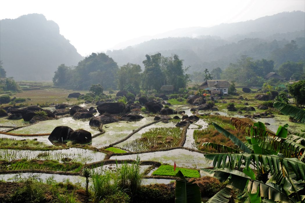 Ruộng bậc thang thấp ở thôn Tha.