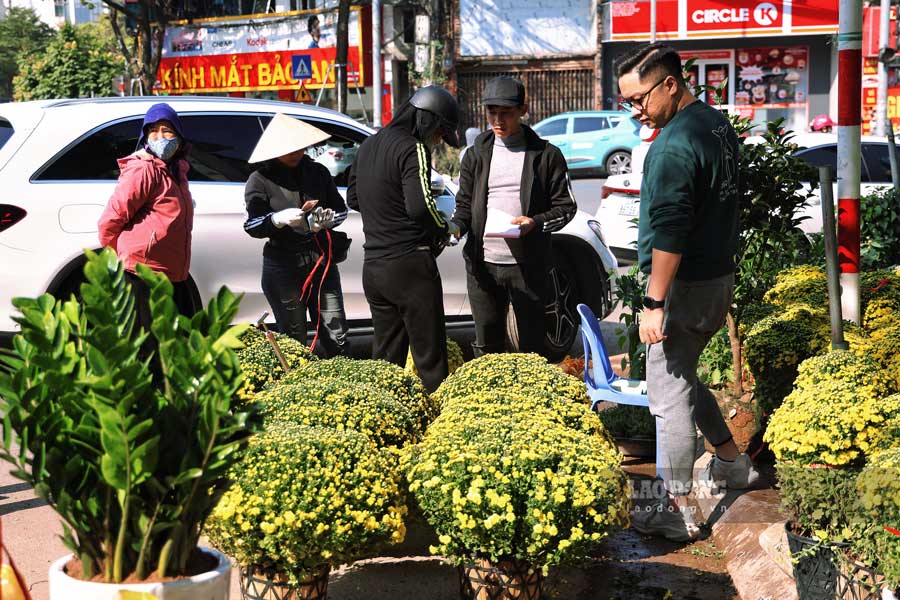 Theo dai dien nha vuon Bao Linh (duong Hoang Hoa Tham, Tay Ho, Ha Noi) cuc mam xoi no theo tung khom to, co mau vang dac trung nen duoc rat nhieu nguoi yeu thich trong dip Tet. Hien tai, nha vuon ban cuc mam xoi voi gia dao dong tu 150.000 - 200.000 dong/chau.