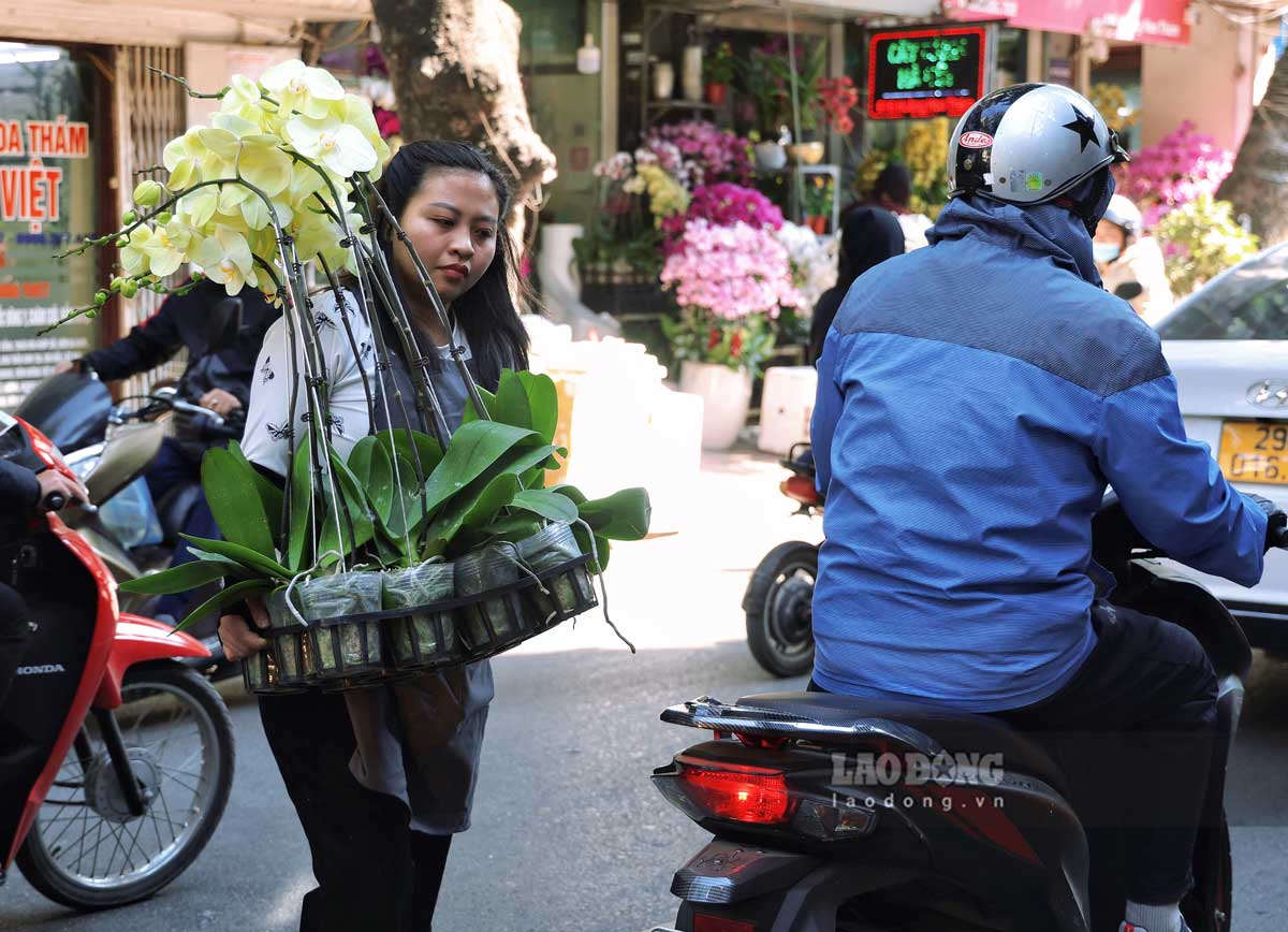 Moi chau hoa lan co gia dao dong tu vai tram nghin den vai trieu dong, phu hop voi nhu cau va so thich cua nhieu nguoi. 