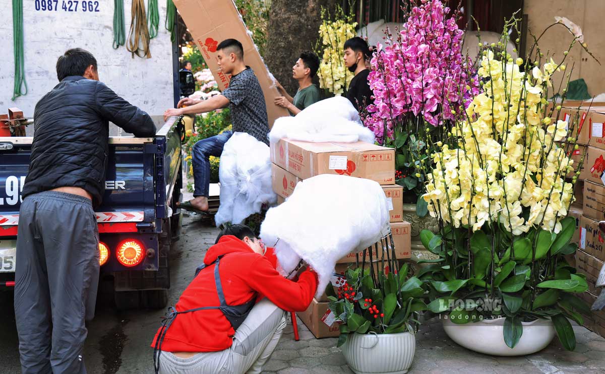 Moi chau hoa lan co gia dao dong tu vai tram nghin den vai trieu dong, phu hop voi nhu cau va so thich cua nhieu nguoi.