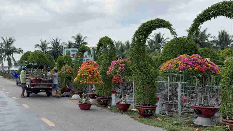 The boom in buying ornamental flowers has made people profit greatly thanks to the Festival. Photo: Hoang Loc
