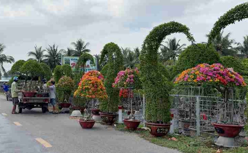 The boom in buying ornamental flowers has made people profit greatly thanks to the Festival. Photo: Hoang Loc