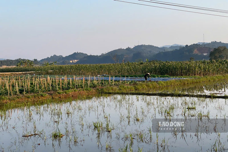 Nguoi dan tat bat lam viec tren canh dong rau. Anh: Dinh Dai