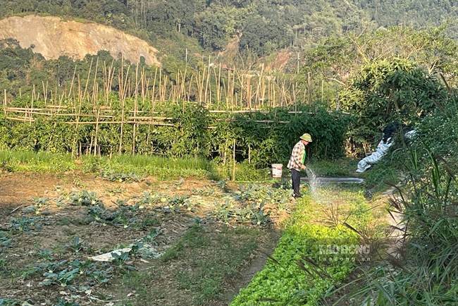 Lao Cai farmers take care of vegetables at the end of the year to ensure a bumper crop. Photo: Dinh Dai