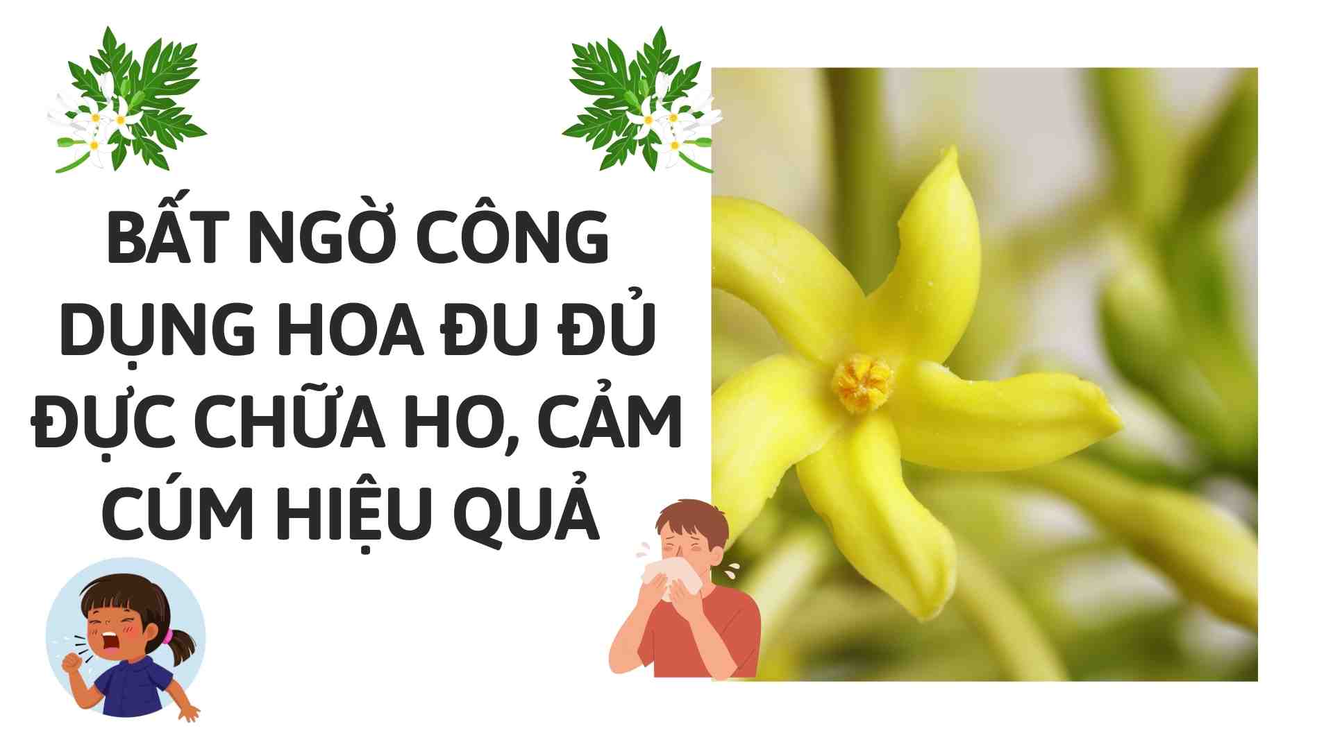 Unexpected uses of male papaya flowers to treat coughs and flu effectively. Graphics: Cao Thom
