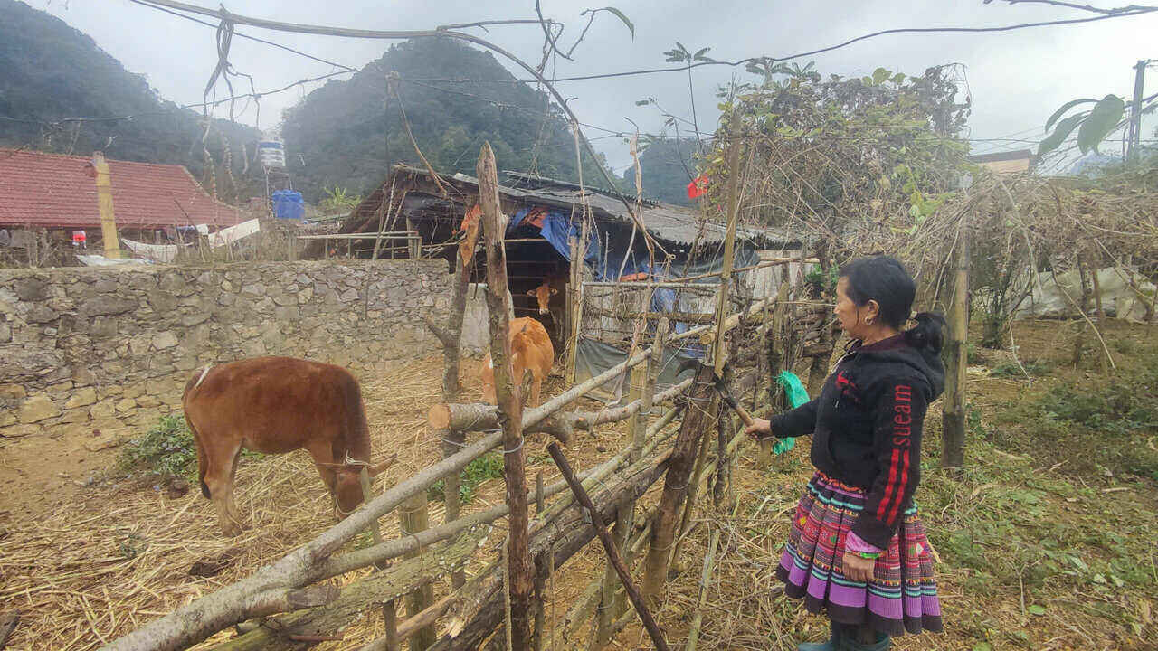 Người dân vùng cao chủ động tích trữ thức ăn cho gia súc, gia cầm. Ảnh: Đặng Tình