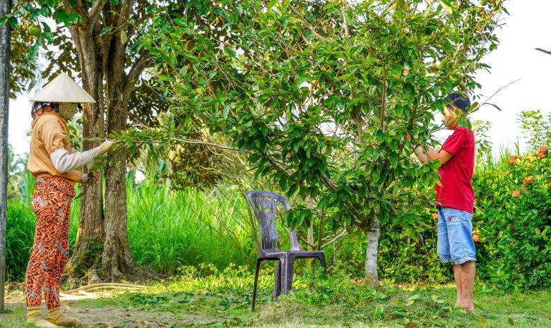 Lặt lá mai trước tết bao nhiêu ngày