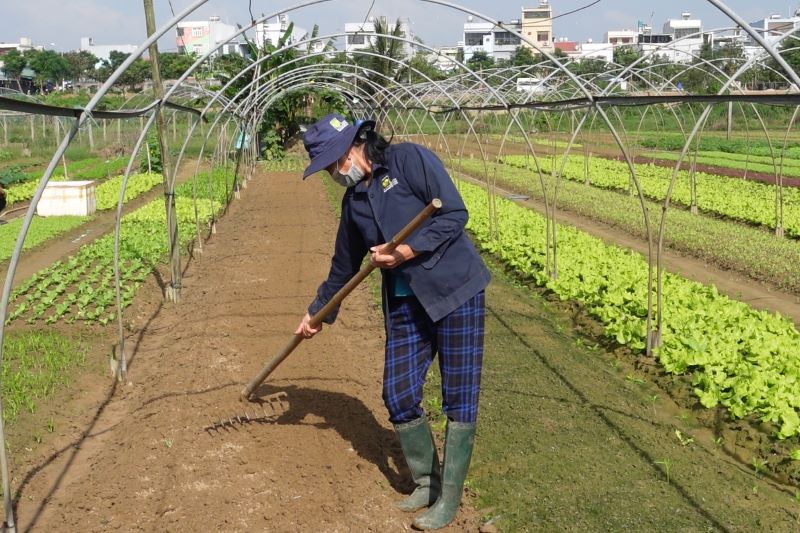 Vegetable prices increase, Da Nang clean vegetable village hopes to harvest Tet crop. Photo: Tran Thi