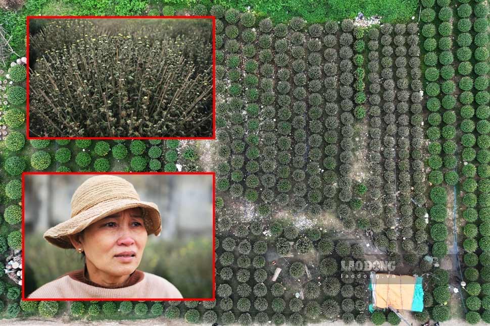 More than 300 Tet flower pots died unexpectedly overnight, leaving Binh Dinh chrysanthemum growers empty-handed. Photo: Hoai Luan