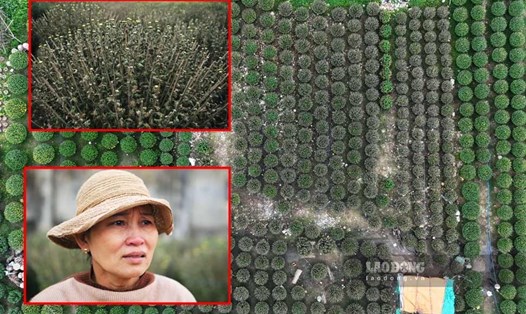 Hơn 300 chậu hoa Tết chết bất thường chỉ sau 1 đêm, khiến thợ cúc Bình Định trắng tay. Ảnh: Hoài Luân