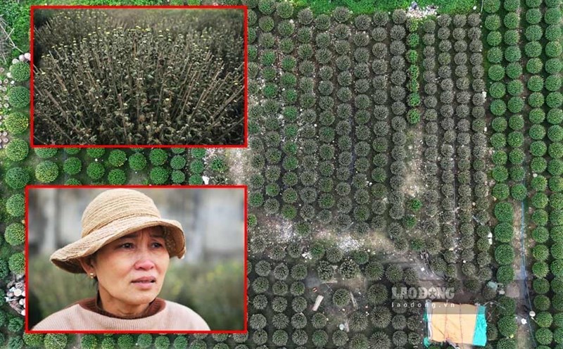 More than 300 Tet flower pots died unexpectedly overnight, leaving Binh Dinh chrysanthemum growers empty-handed. Photo: Hoai Luan