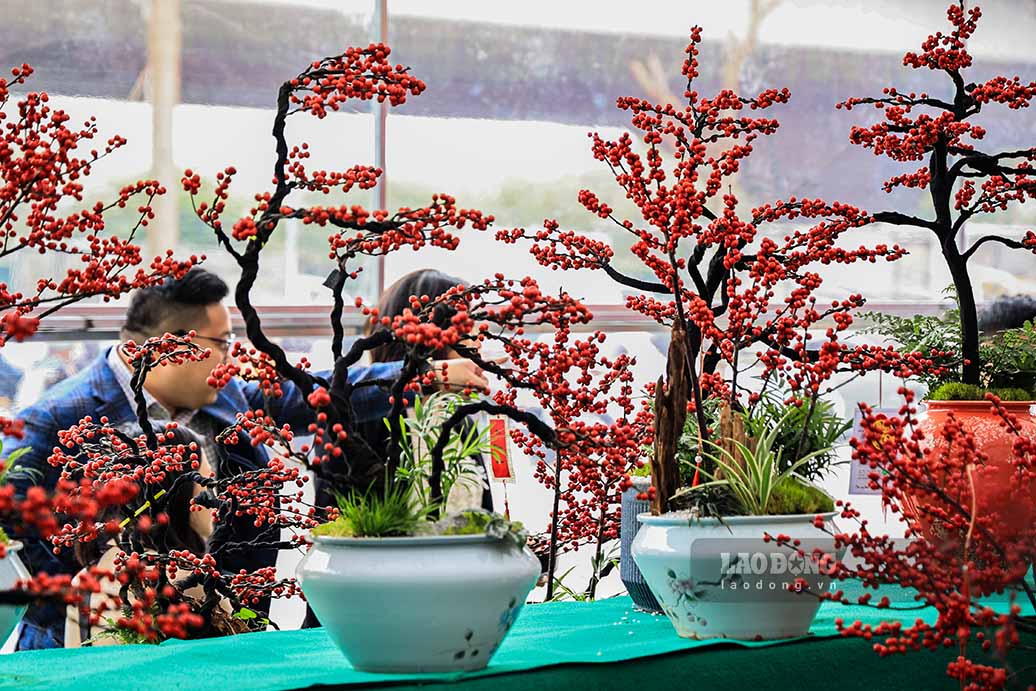 Du hinh thuc bat mat, nhung loai cay canh nay kha ken nguoi mua, boi gia cay trung binh dao dong tu 3 - 20 trieu dong tuy vao dang hoac the cua cay.