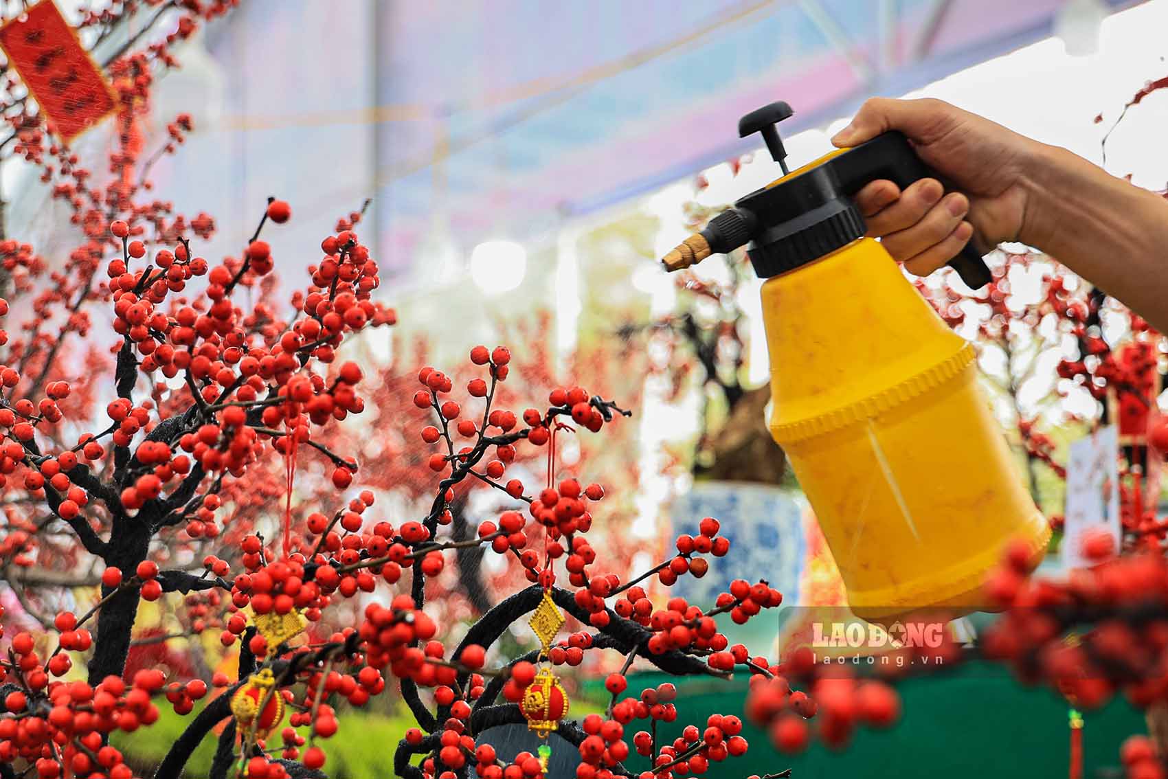 Khac voi hoa dao truyen thong cua Viet Nam, cay dao dong do khong phai la nhung bong hoa co nhieu canh, thay vao do la cac chum qua nho moc xum xue tren canh.