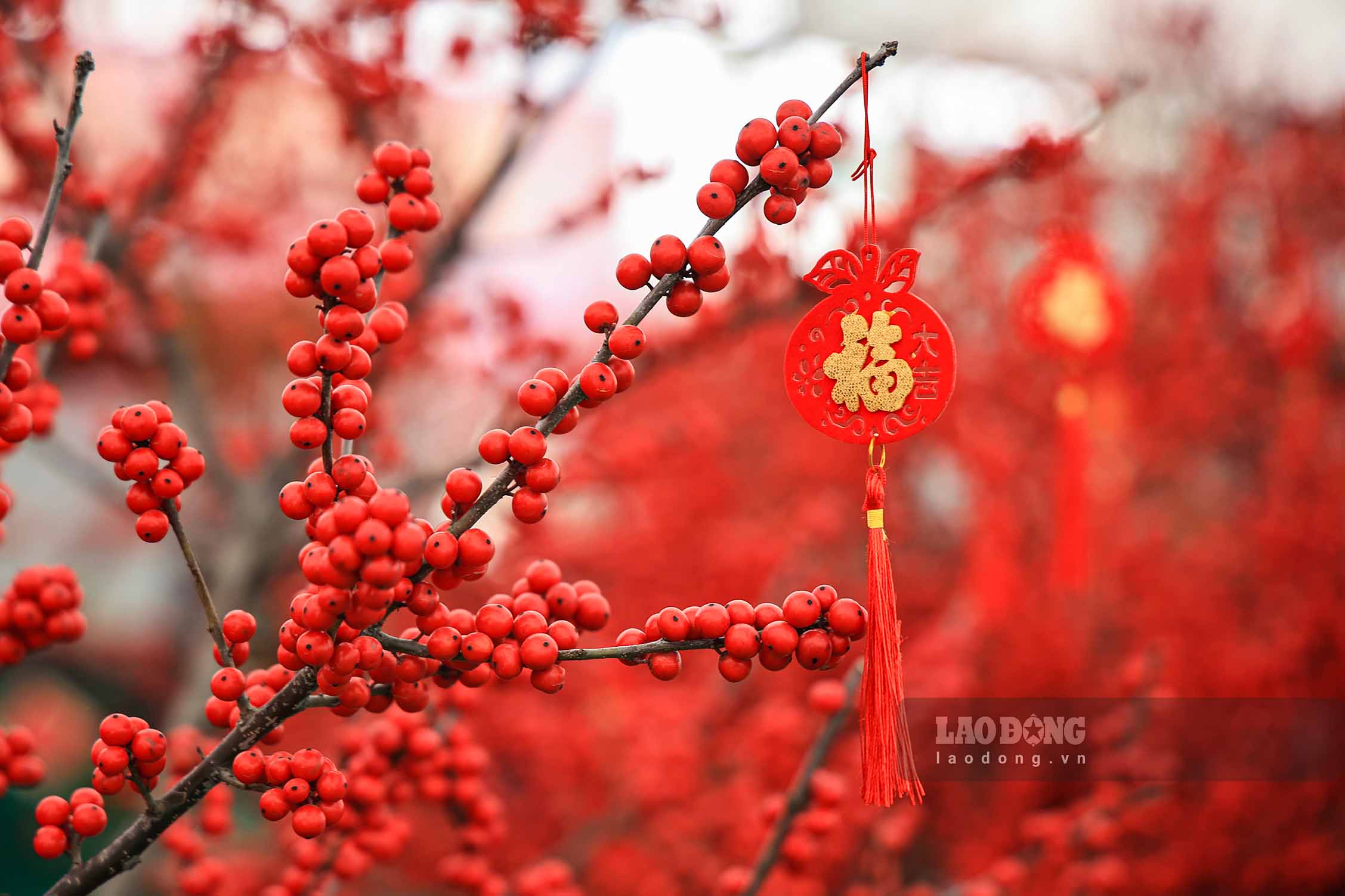 Theo quan sat, tai khu vuc nay, co nhung cay co gia tri cao, len den gan 150 trieu dong. 