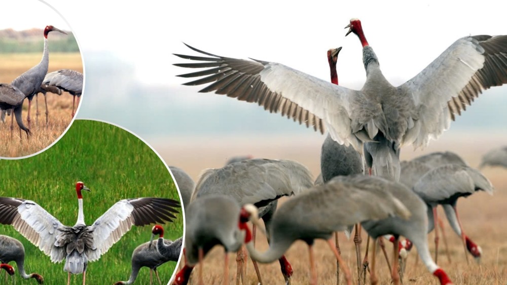 Dong Thap preserves Red-crowned Cranes
