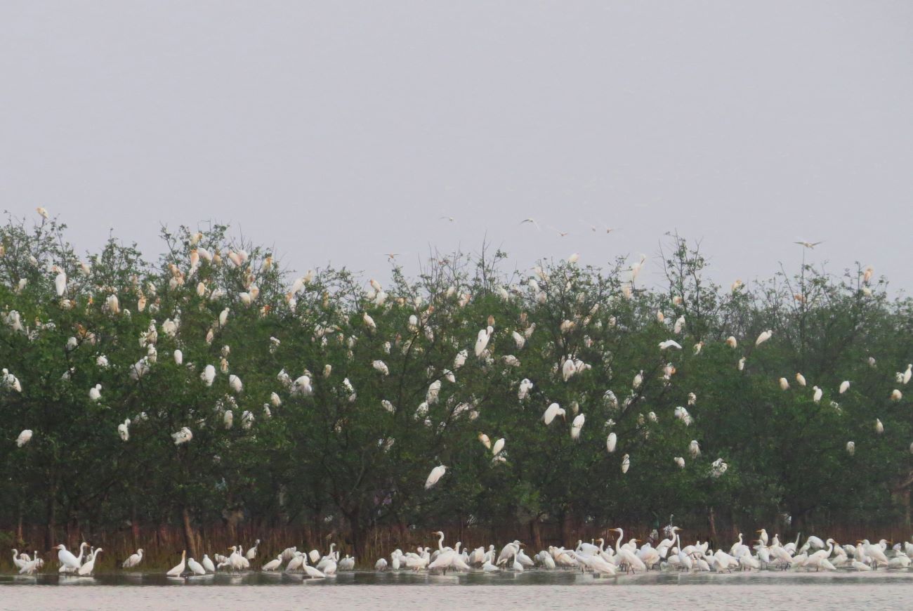 Đàn cò sinh sôi ở rừng bần. Ảnh: H.Nguyên