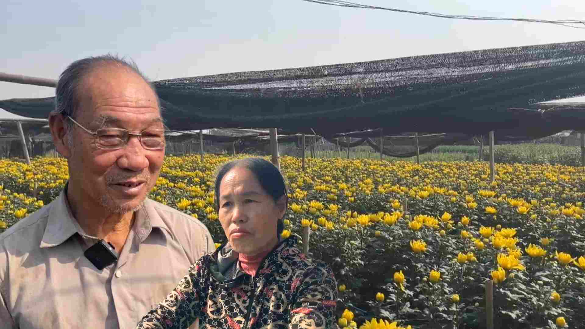 Flower capital Tay Tuu has few buyers, farmers worry about losing Tet
