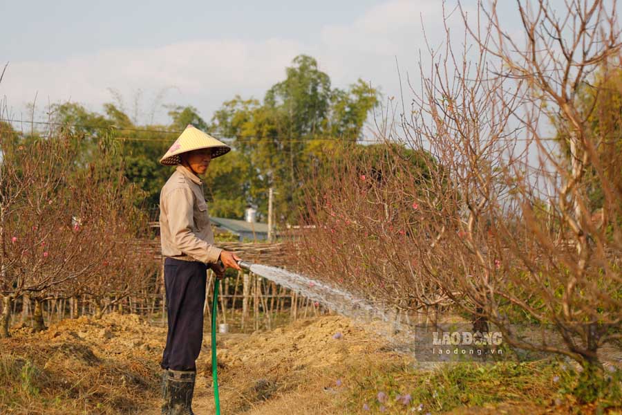 Nong dan Dien Bien cham soc cay Dao cho xuat ban. Anh: Quang Dat