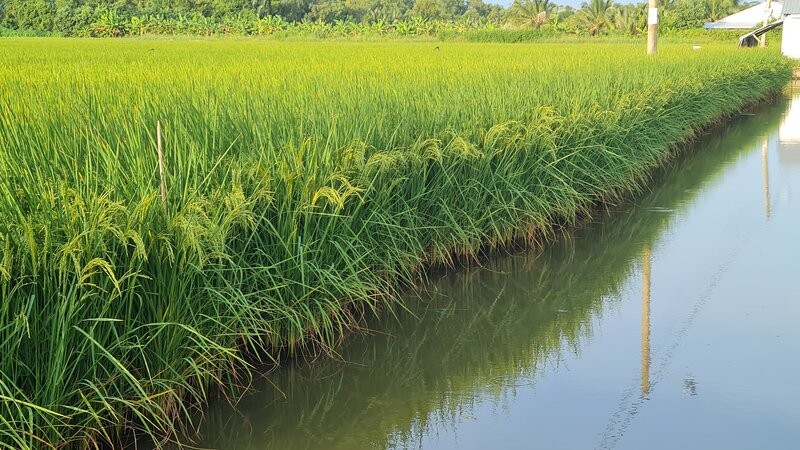 San xuat lua tiet kiem nuoc duoc khuyen cao khi ma han man ngay cang khoc liet. Anh: Nhat Ho