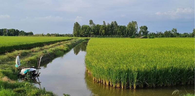 Salinity in 2025 will be high, localities recommend water-saving production. Photo: Nhat Ho