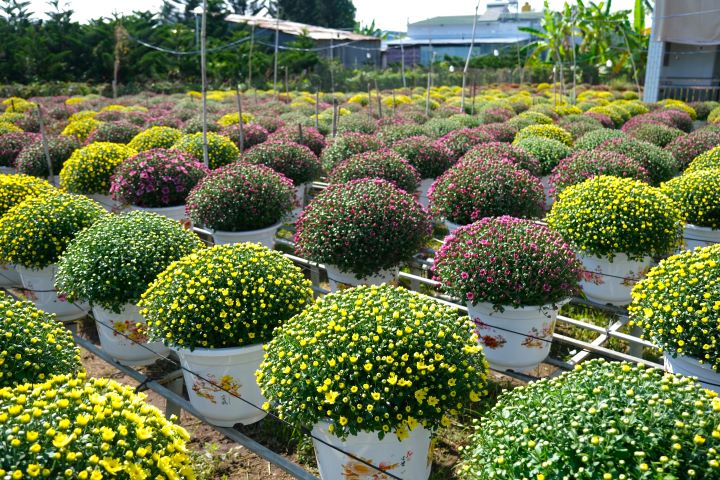 Spring colors are everywhere in Sa Dec flower village, Dong Thap