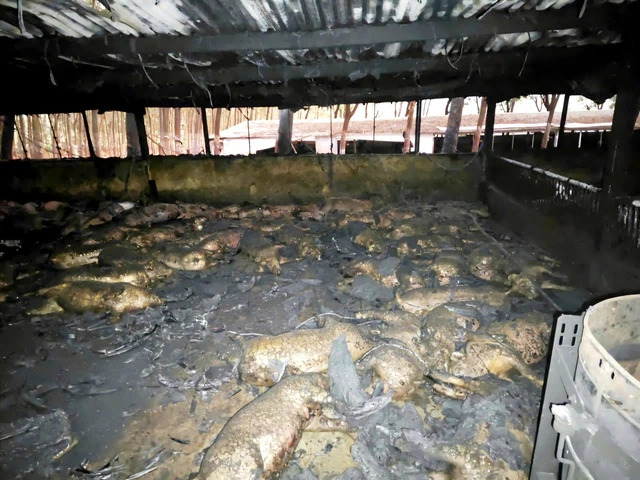 The scene of the fire that killed 1,600 pigs. Photo: Tra My