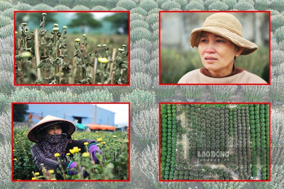 Chrysanthemum growers in Binh Dinh are in debt because hundreds of Tet flower pots suddenly withered and died overnight. Photo: Hoai Luan