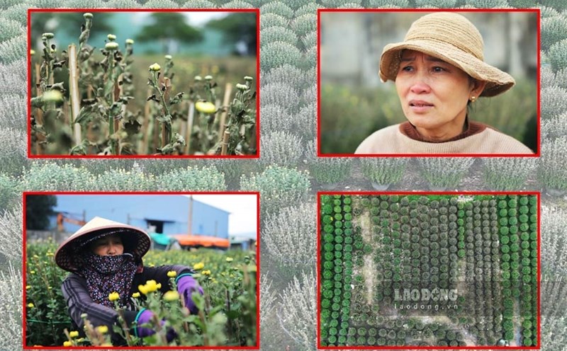 Chrysanthemum growers in Binh Dinh are in debt because hundreds of Tet flower pots suddenly withered and died overnight. Photo: Hoai Luan