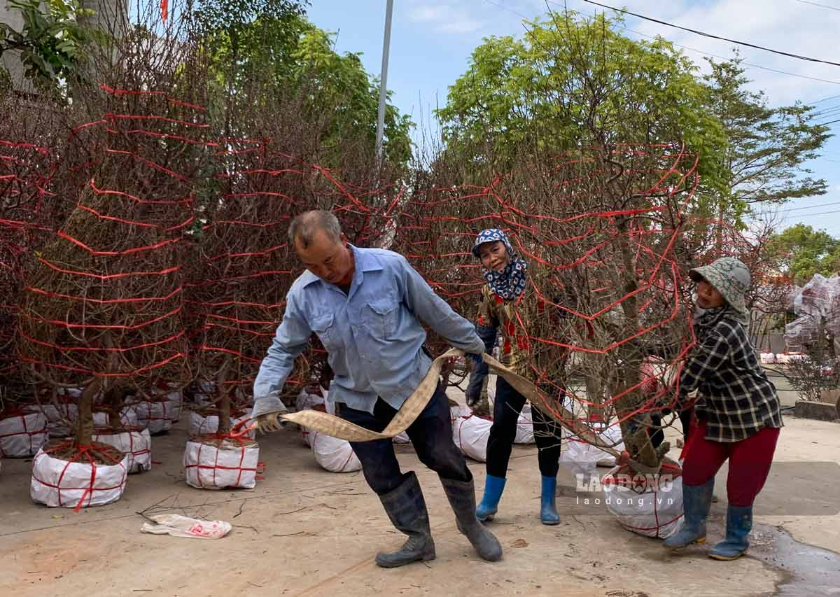 Den lang hoa cay canh xa Hong Viet (huyen Dong Hung, tinh Thai Binh) nhung ngay nay se thay duoc khong khi tat bat cua nhung nguoi dan trong dao o noi day.