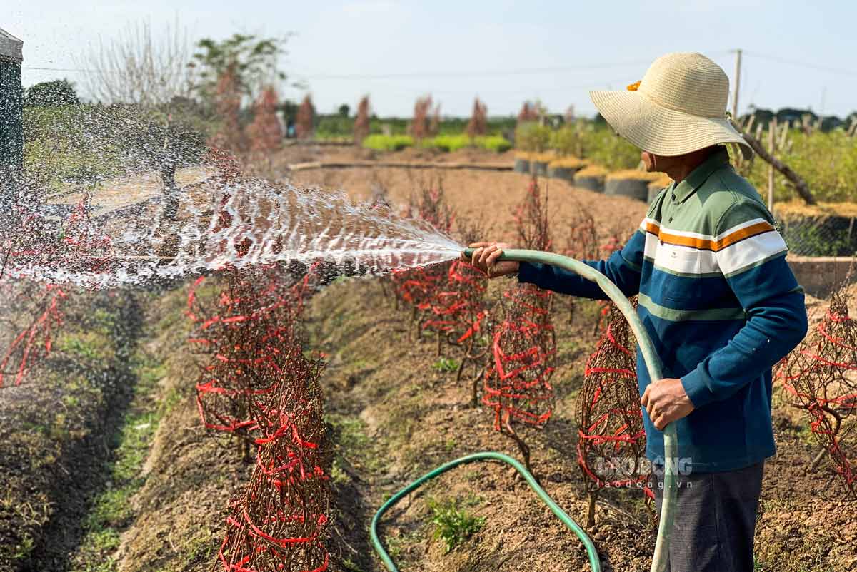 Nhieu chu vuon tranh thu tuoi cay truoc ngay 