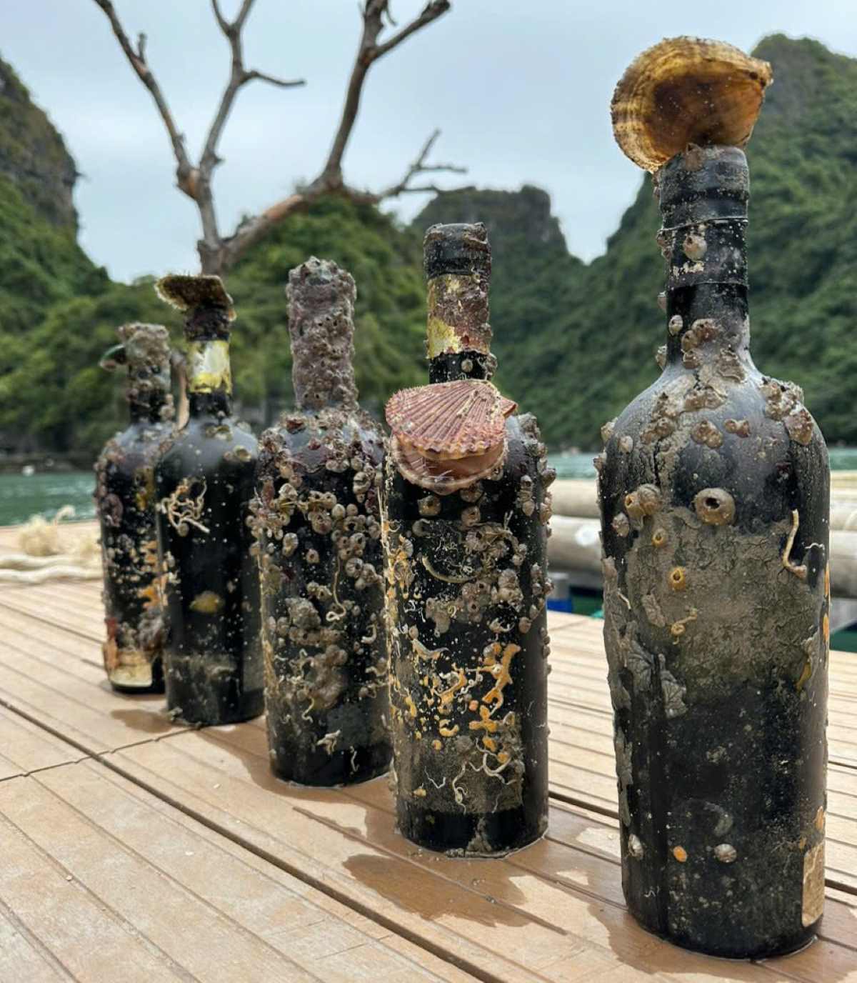 Sea wine is on the list of 25 "4-star" OCOP products of Quang Ninh. Photo: Nguyen Hung
