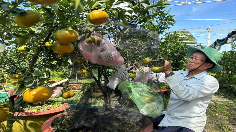 Lai Vung pink grapefruit sent to Hanoi to serve Tet 2025. Photo: Hoang Loc