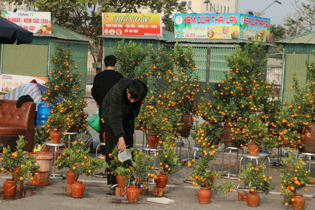 Dong quat bonsai nho nay du gia re nhung van khong the tieu thu het. Anh: Yen San