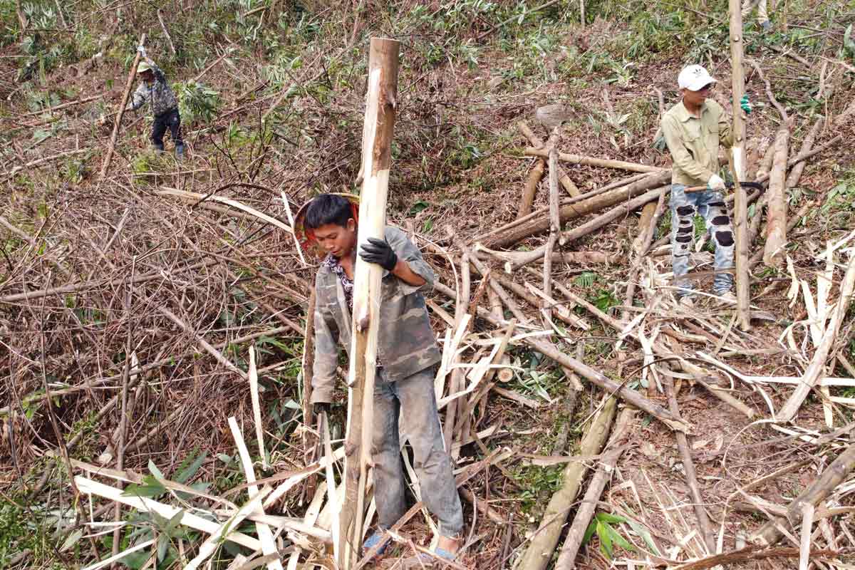People in Ba Che district, Quang Ninh province, harvest fallen forest after storm Yagi. Photo: Doan Hung
