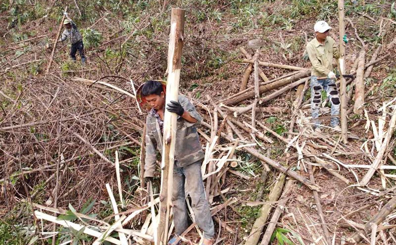 People in Ba Che district, Quang Ninh province, harvest fallen forest after storm Yagi. Photo: Doan Hung
