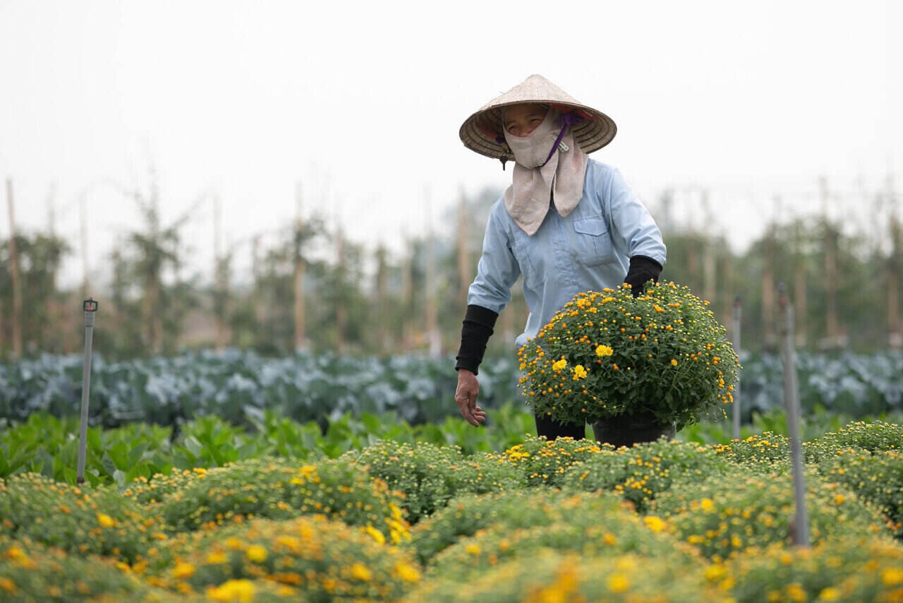 Để chuẩn bị đủ lượng hoa cúc mâm xôi phục vụ nhu cầu tăng cao trong dịp Tết, những ngày này, các hộ trồng hoa trên địa bàn phường Tân Hưng (TP Hải Dương) đang tất bật xuống vườn chăm sóc, cắt cành, tỉa nụ để có được những chậu hoa đẹp mắt.