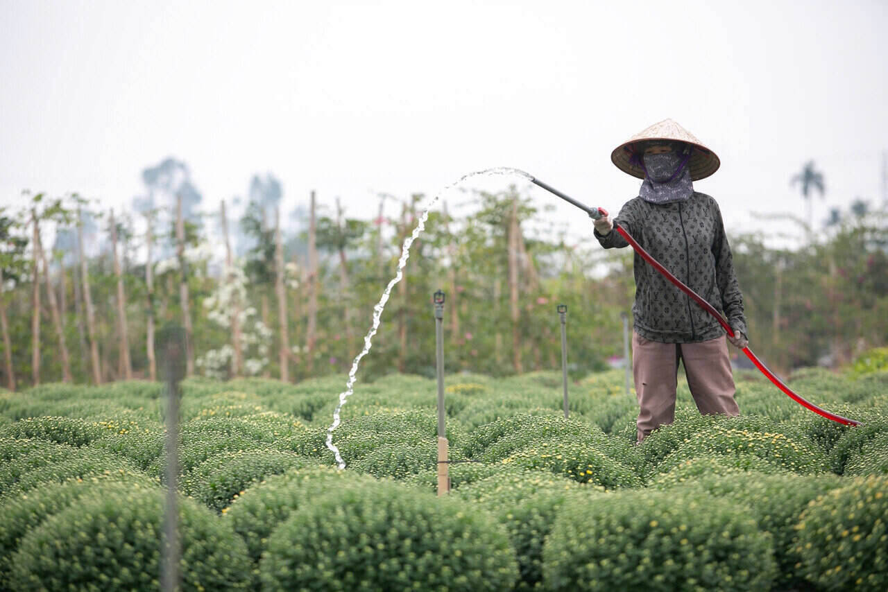 Các hộ dân ở Tân Hưng chủ yếu trồng cúc mâm xôi có xuất xứ bởi tán đều, sắc hoa đa dạng, lâu tàn.  Theo các chủ vườn, năm nay cúc mâm xôi vẫn được ưa chuộng.