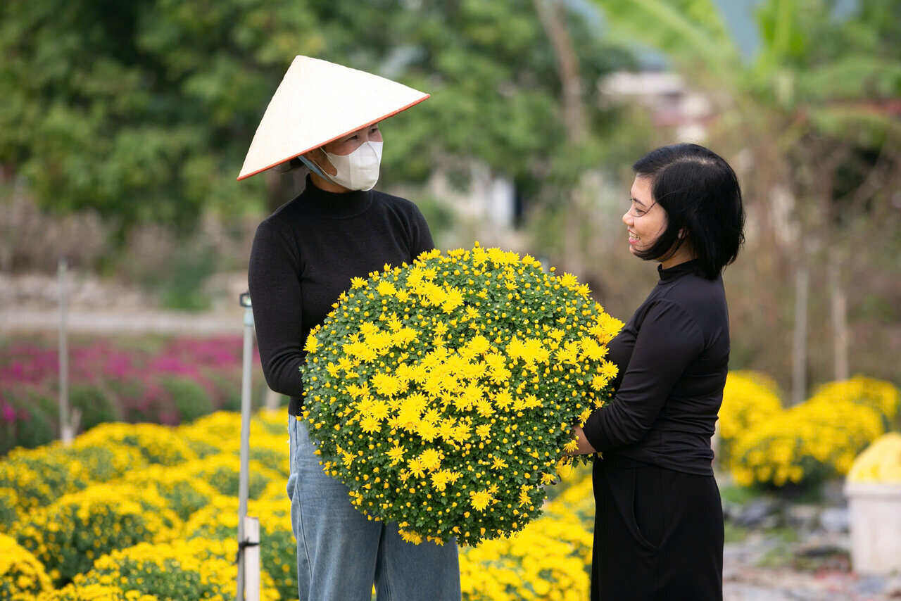 Nhiều người tranh thủ đến vườn sớm để chọn mua những chậu cúc mâm xôi đẹp nhất.