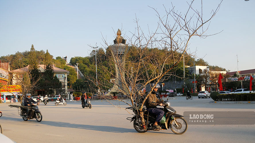 Dao rung duoc nguoi vung cao dan cho ve TP Dien Bien Phu de tap ket. Anh: Quang Dat