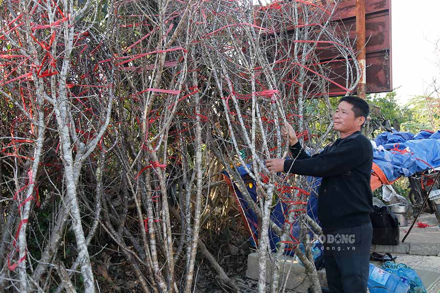 Gia dao rung duoc nguoi dan va cac tieu thuong ban voi gia cao gap doi Tet nam 2024.