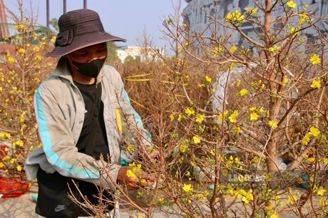 Mai, đào xuống phố, khởi động thị trường hoa Tết