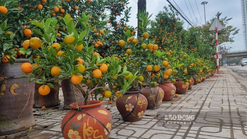 Các loại quất cảnh, bonsai được bày bán tại nhiều tuyến phố. Ảnh: Lam Thanh