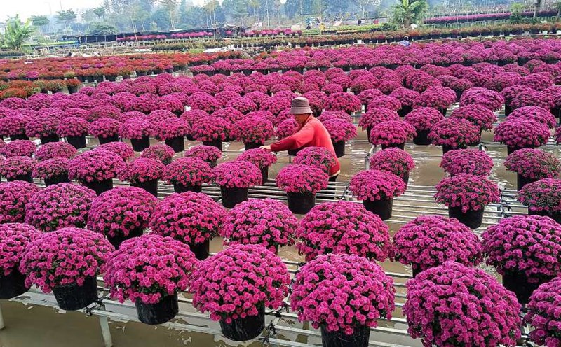 Gardeners actively take care of flowers waiting for the day to deliver them to traders. Photo: Thanh Thanh