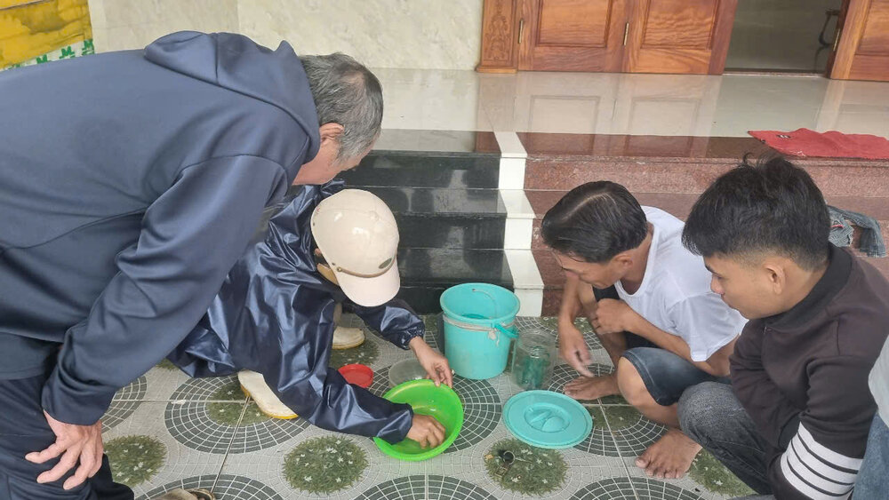 Traders come to fishermen's houses in Tinh Ky commune, Quang Ngai city to buy baby shrimp. Photo: Vien Nguyen.