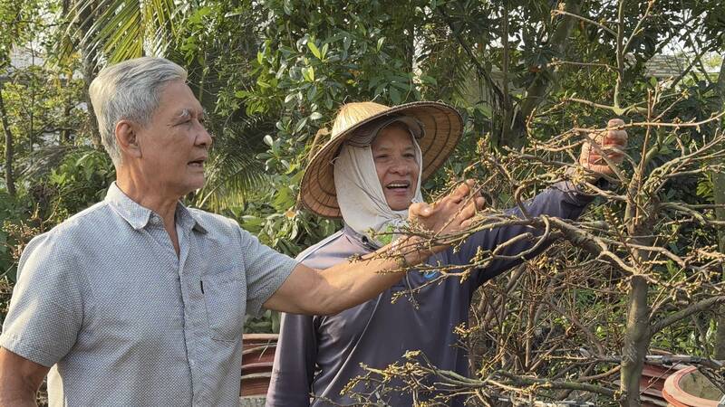 Phuoc Dinh apricot village lacks traders, selling prices drop by about 50%. Photo: Hoang Loc
